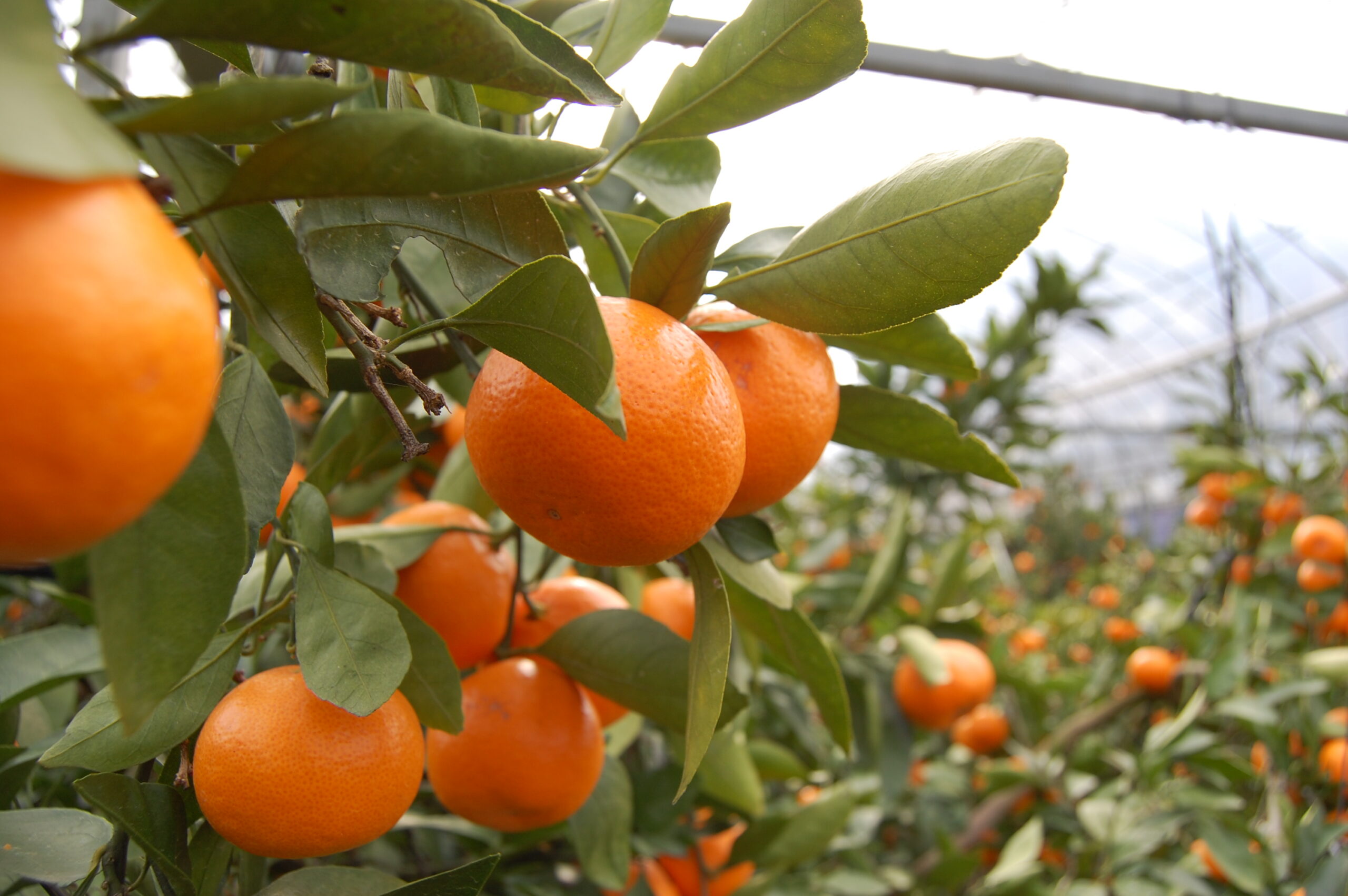 農産物の魅力を引き出すマーケティング①廃棄する「みかんの皮」が大